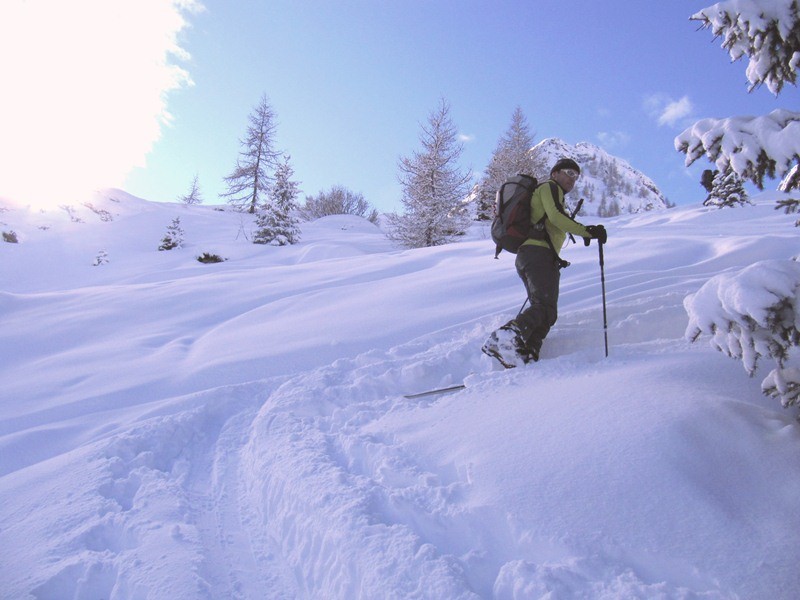più in alto a sinistra del bosco
