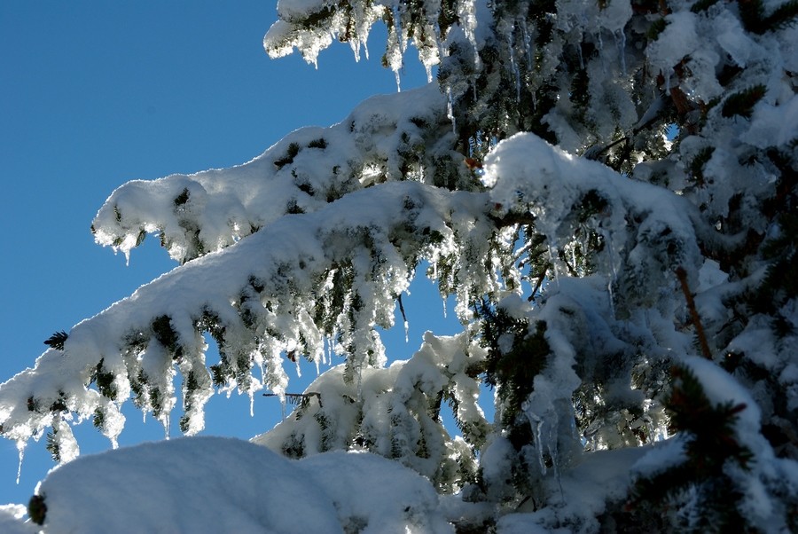 sapin givré