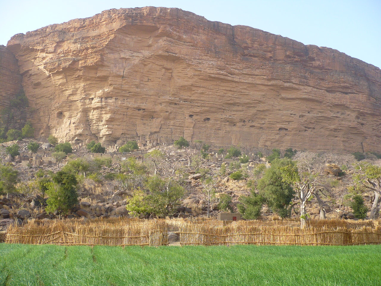 chamsp d'oignons et la falaise de Bandiagara