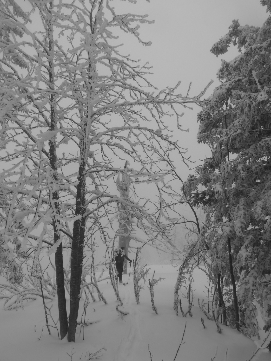 Julien sur l'austère arête zebrée de sapins à l'horizontale