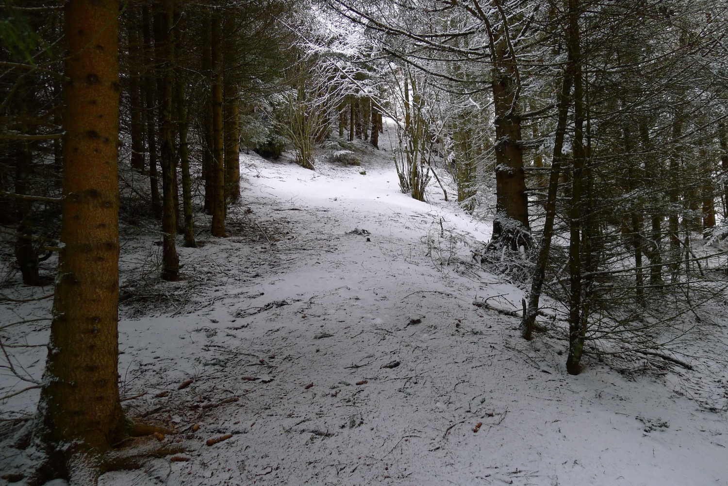 Passage en forêt peu enneigé