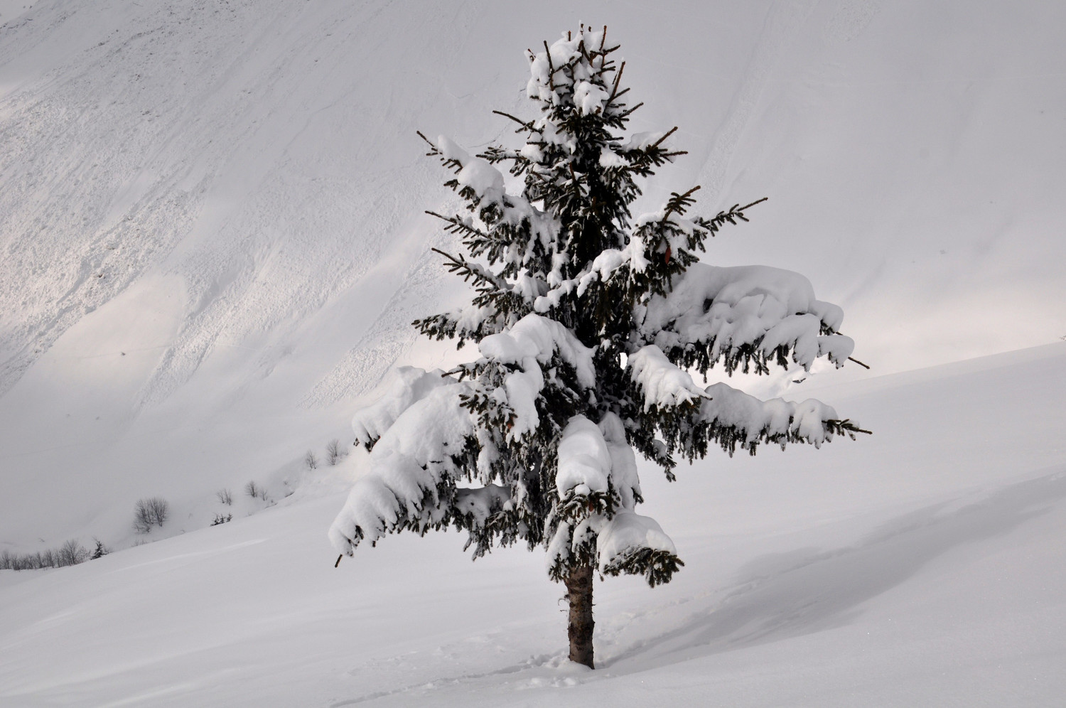 sapin de noel