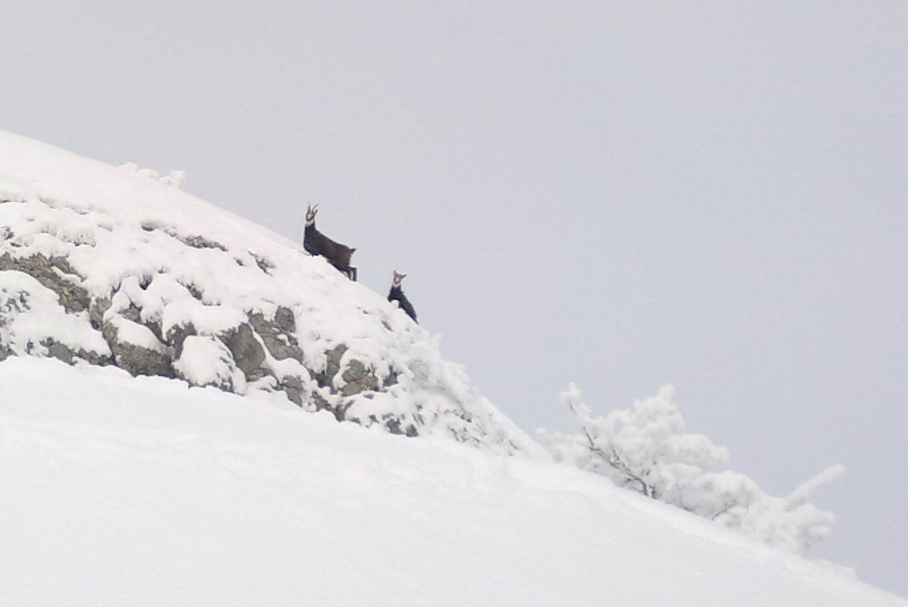 2 chamois passent avant nous