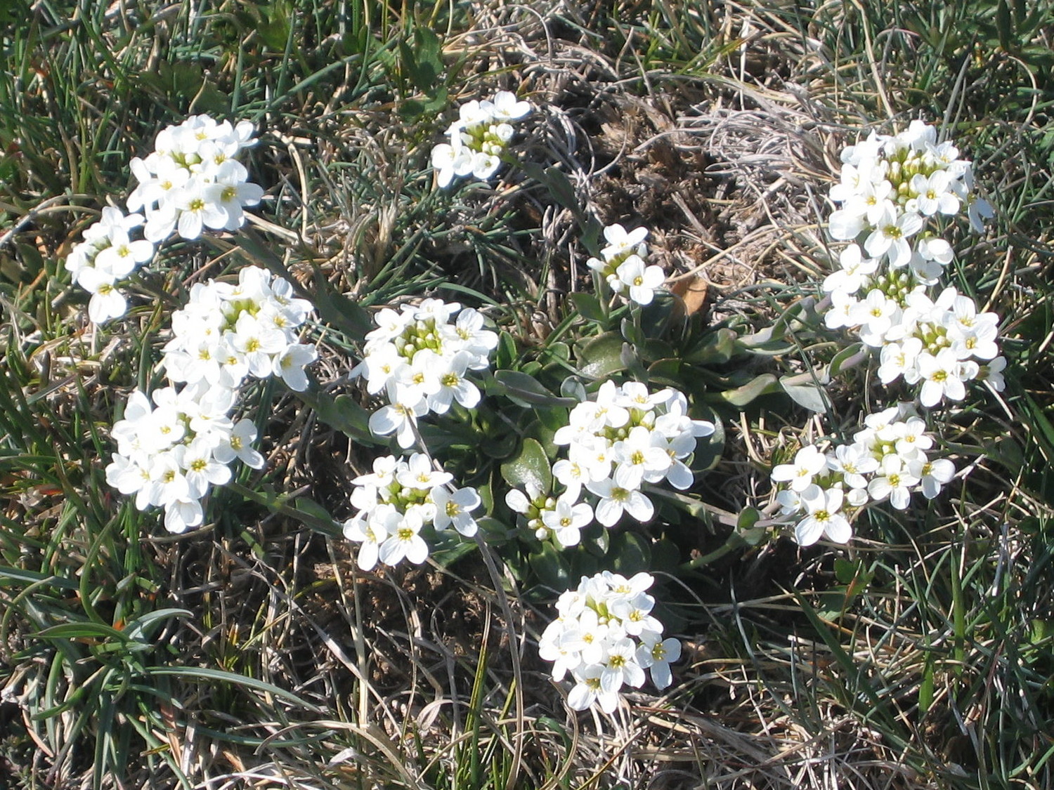 Ibéris, roc de Toulau