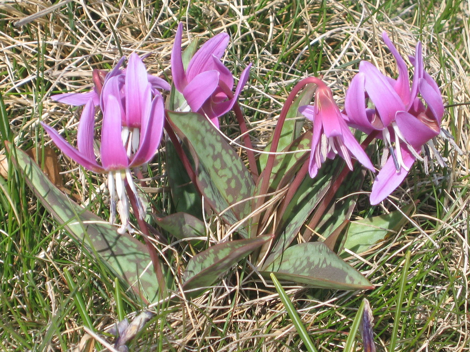 érythroniums, tête à la Dame