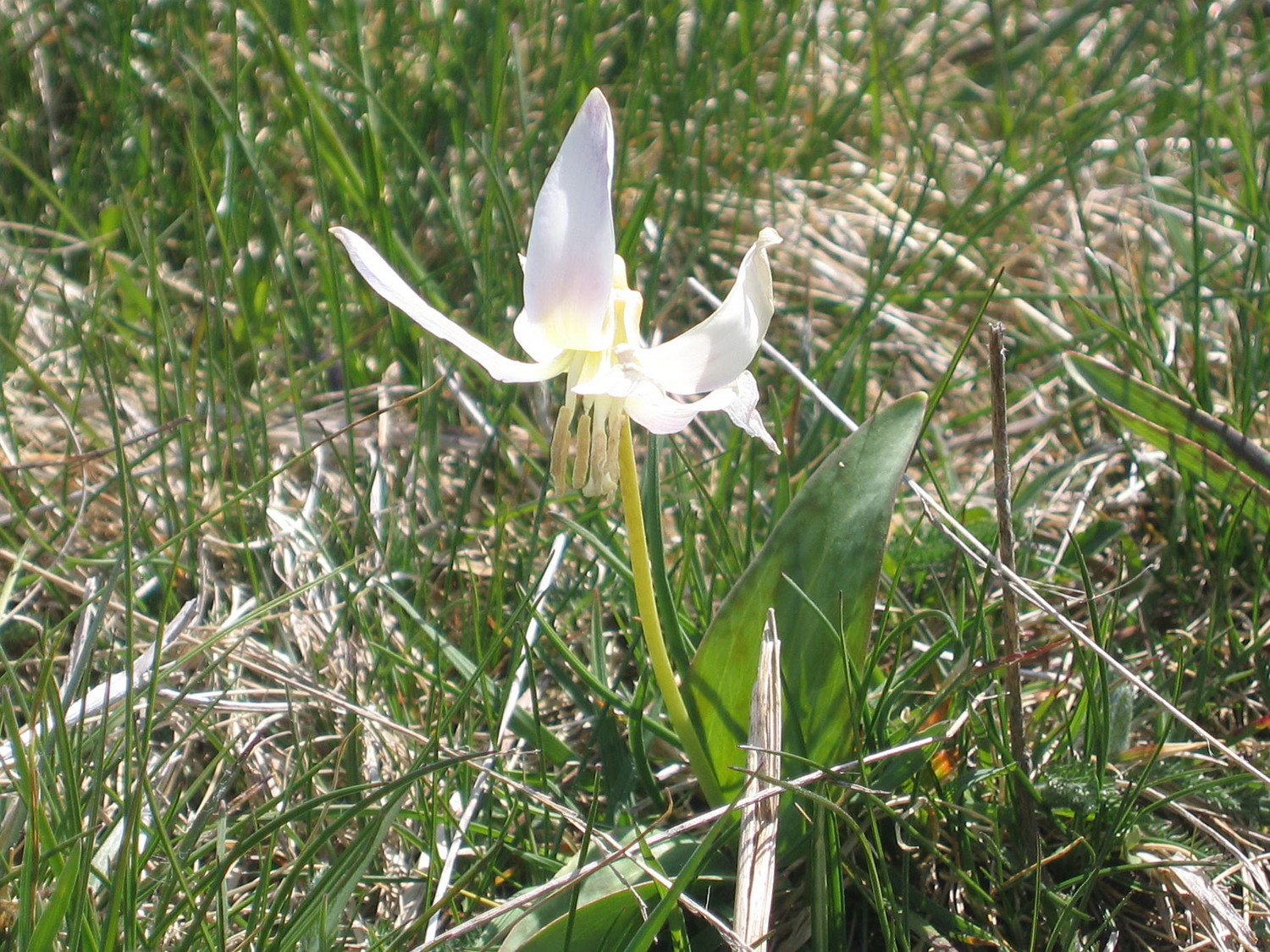 érythronium blanc, tête à la Dame