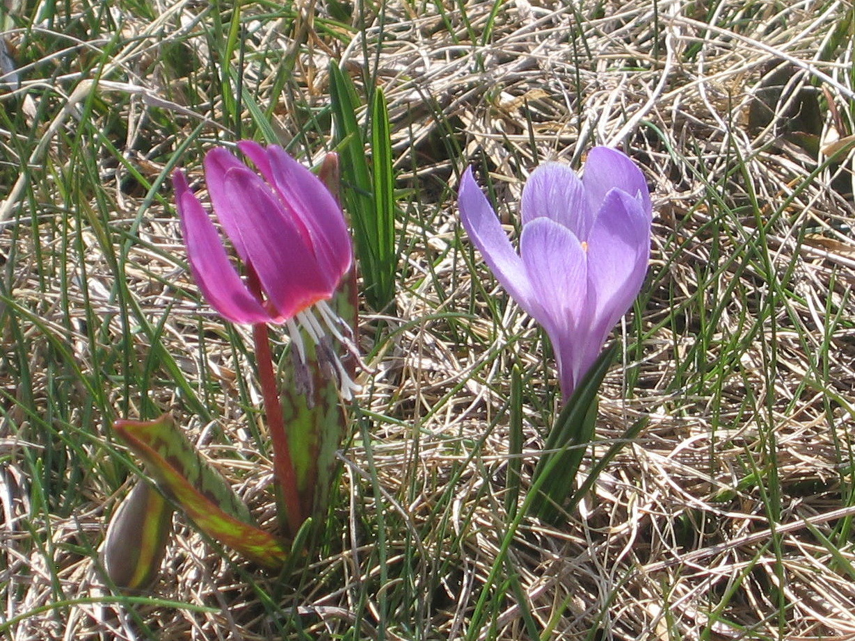 crocus et érythronium, tête à la Dame