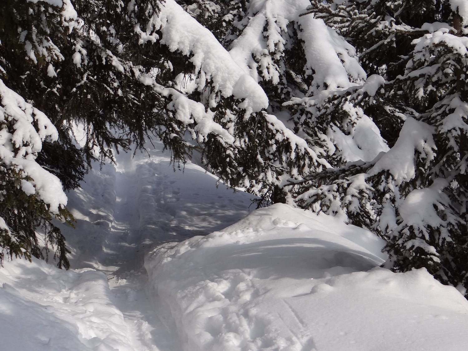 Dicton du jour : Quand trop de neige apprends à te baisser pour passer la branche