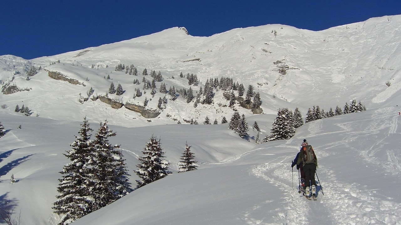 L'aig.Verte bien blanche