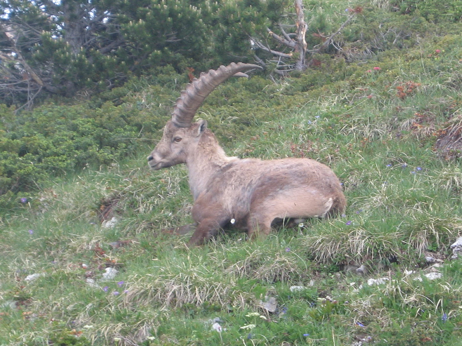 solitaire, sur La Peyrouse