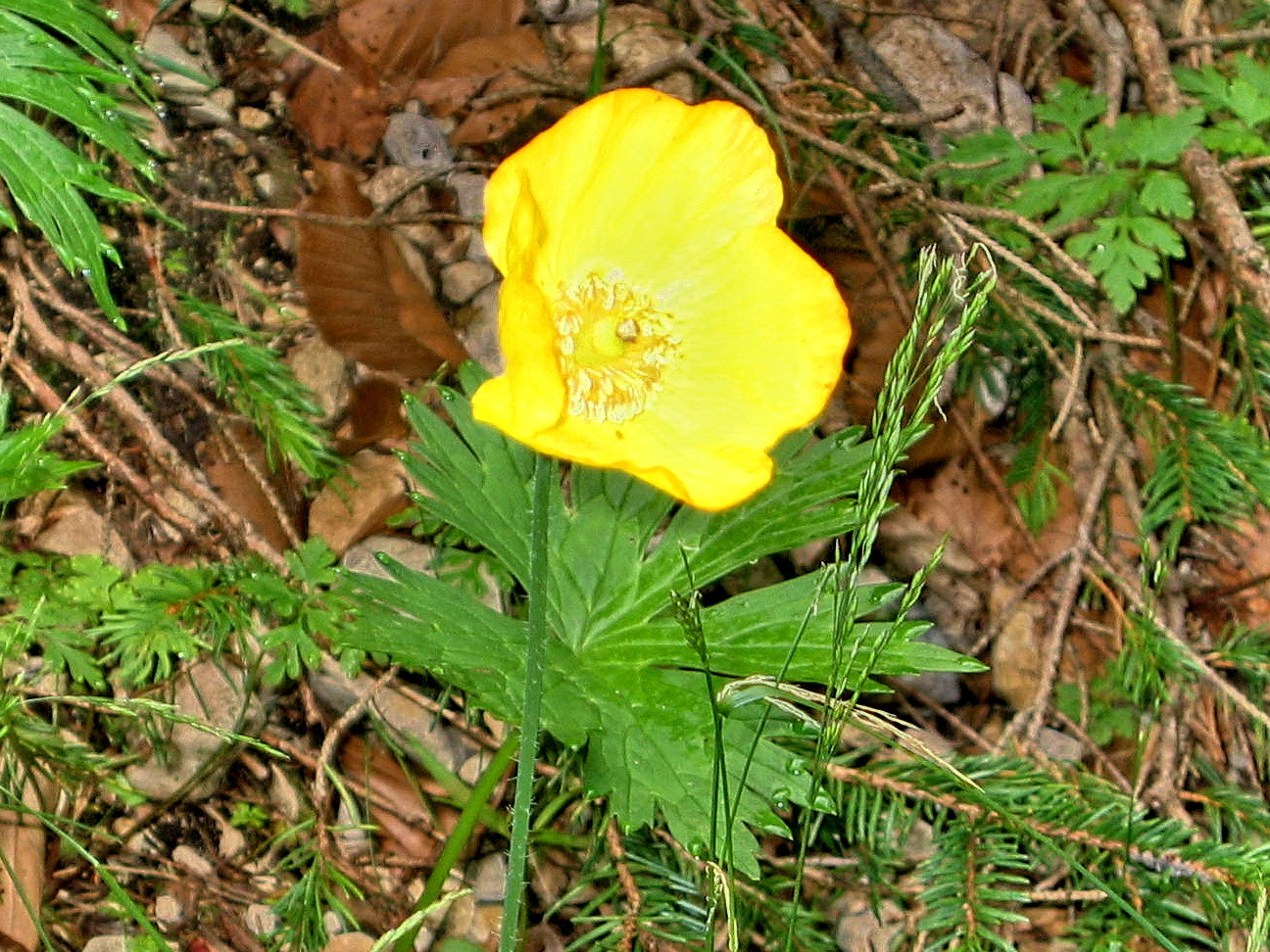 pavot cornu col de la Sarna