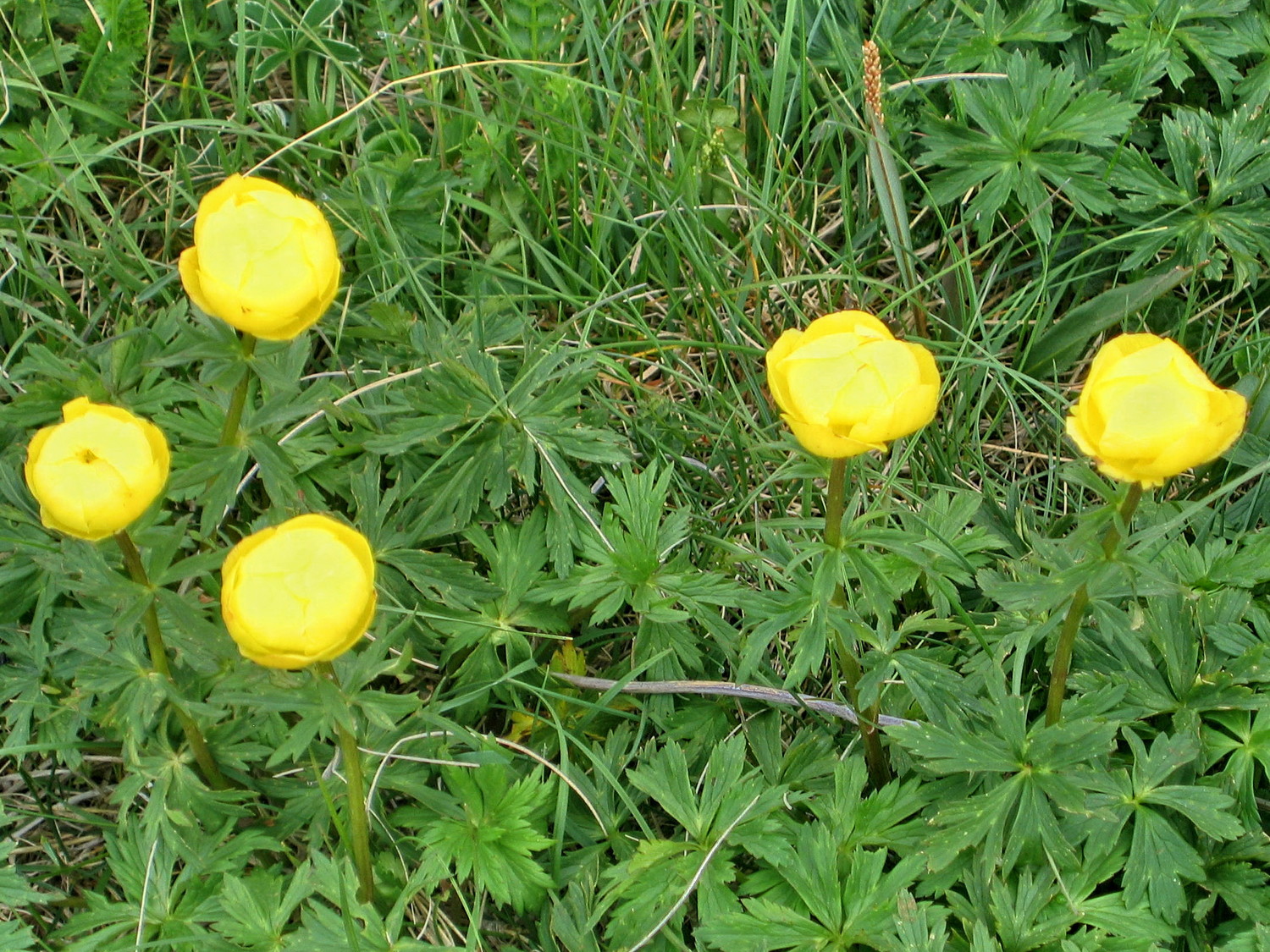 trolles la Peyrouse