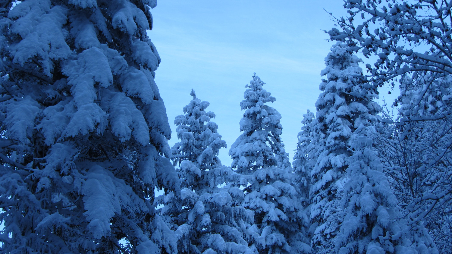 I see skies of blue...