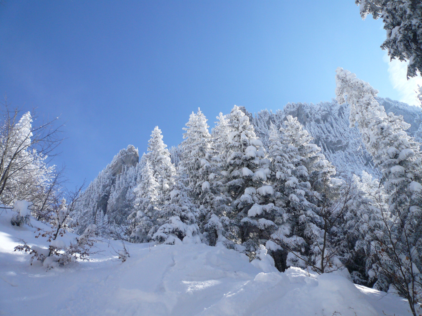 Forêt magique.