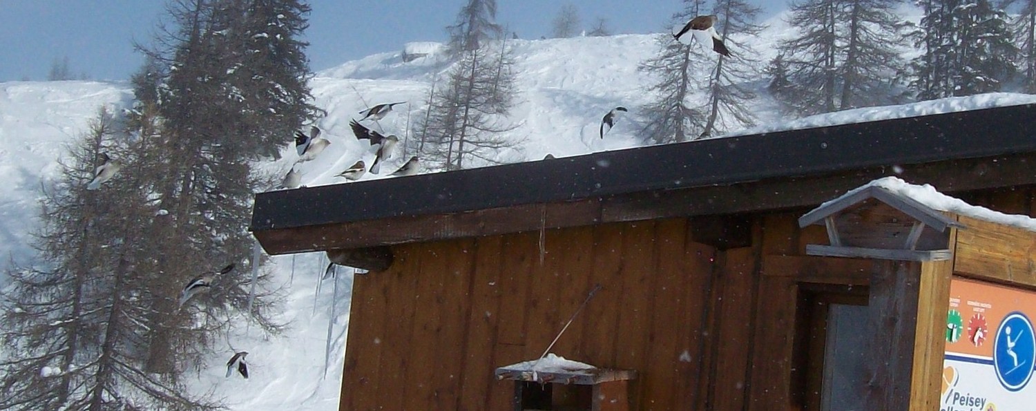 niverolles alpine