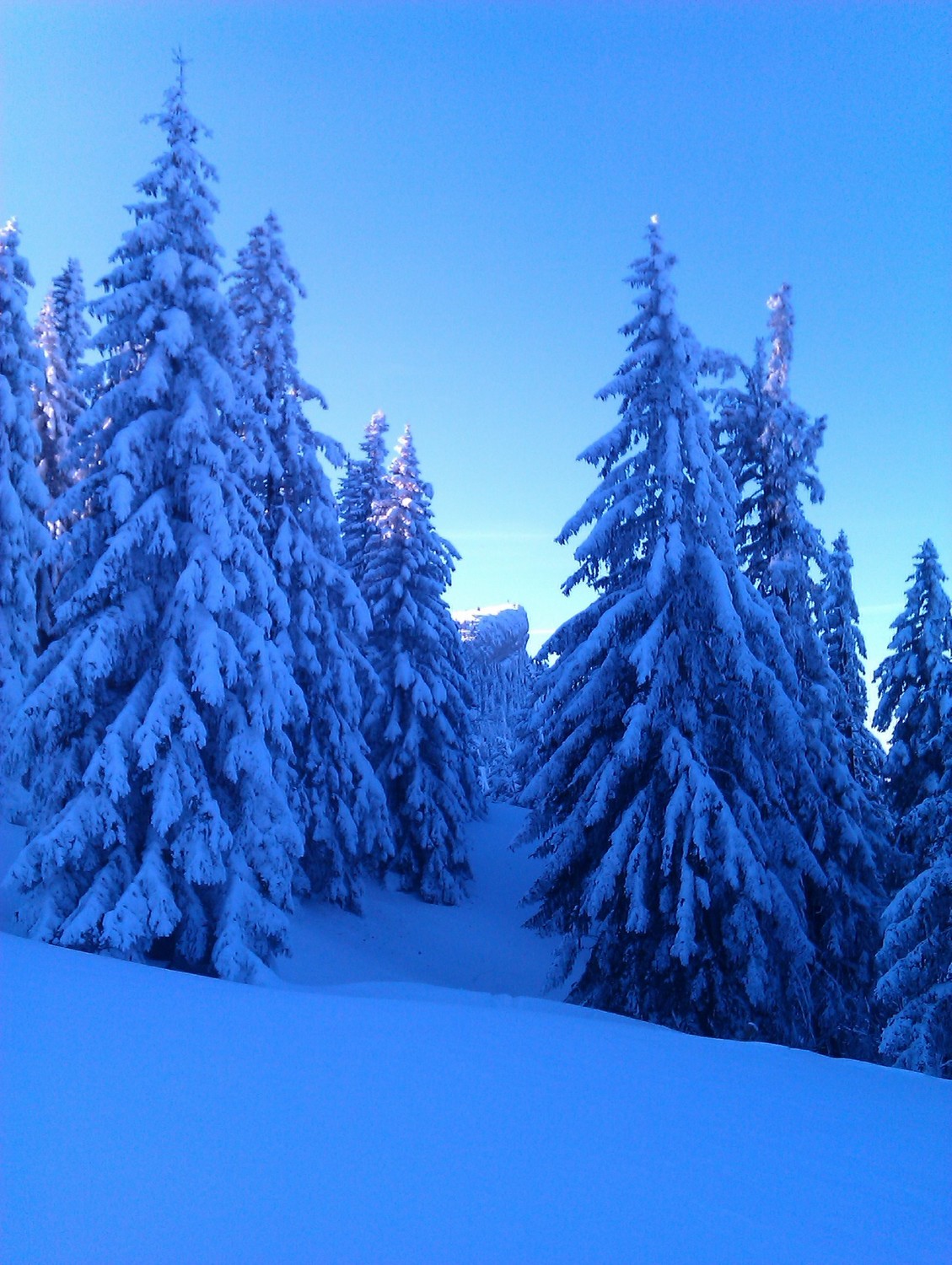 Entre les sapins, le Chasseron