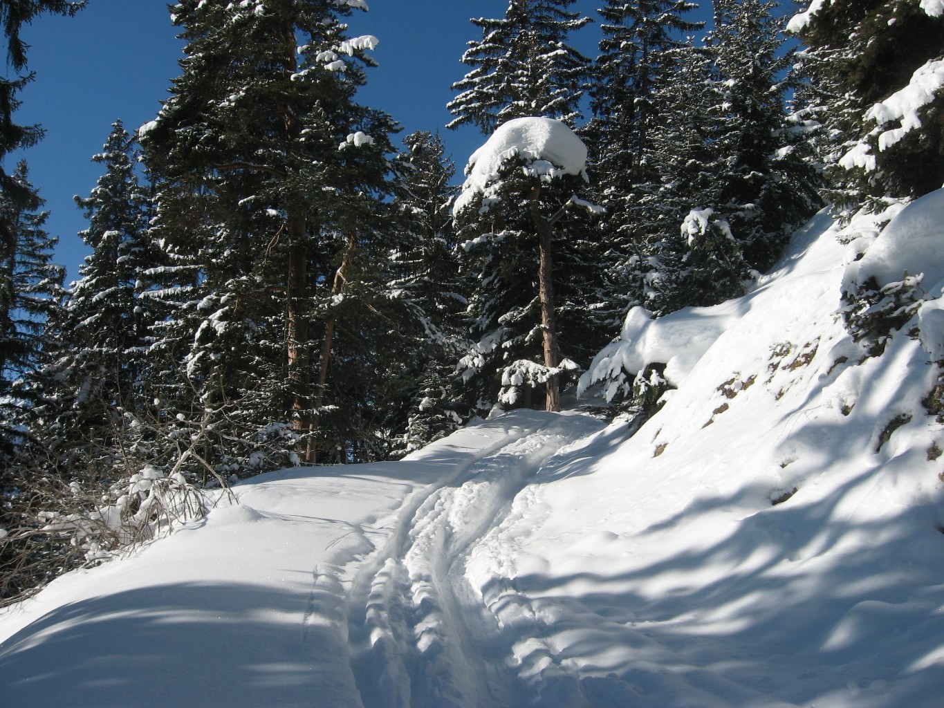 En forêt avant le refuge de l'aiguille Doran