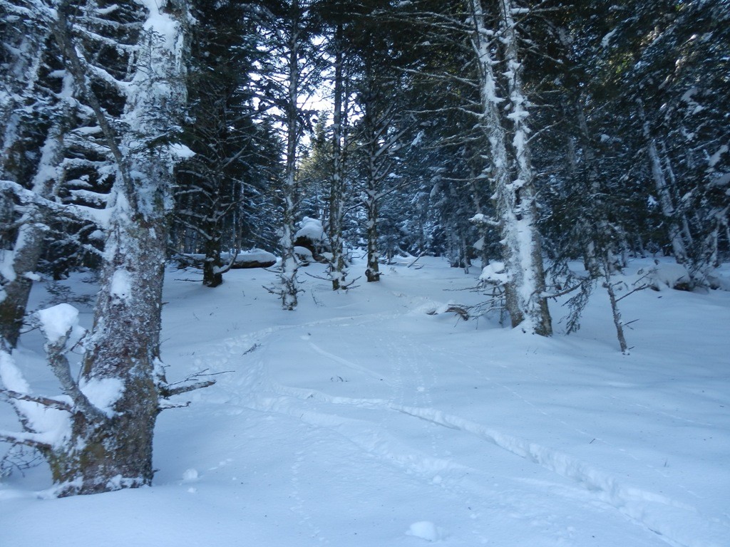Dans la forêt