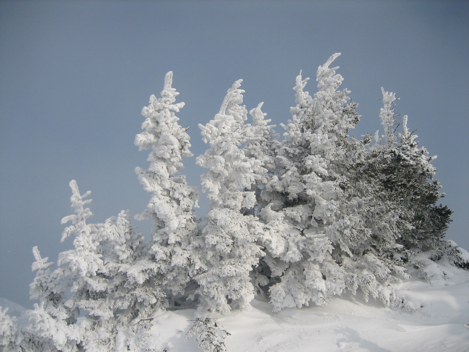 Sapins givrés