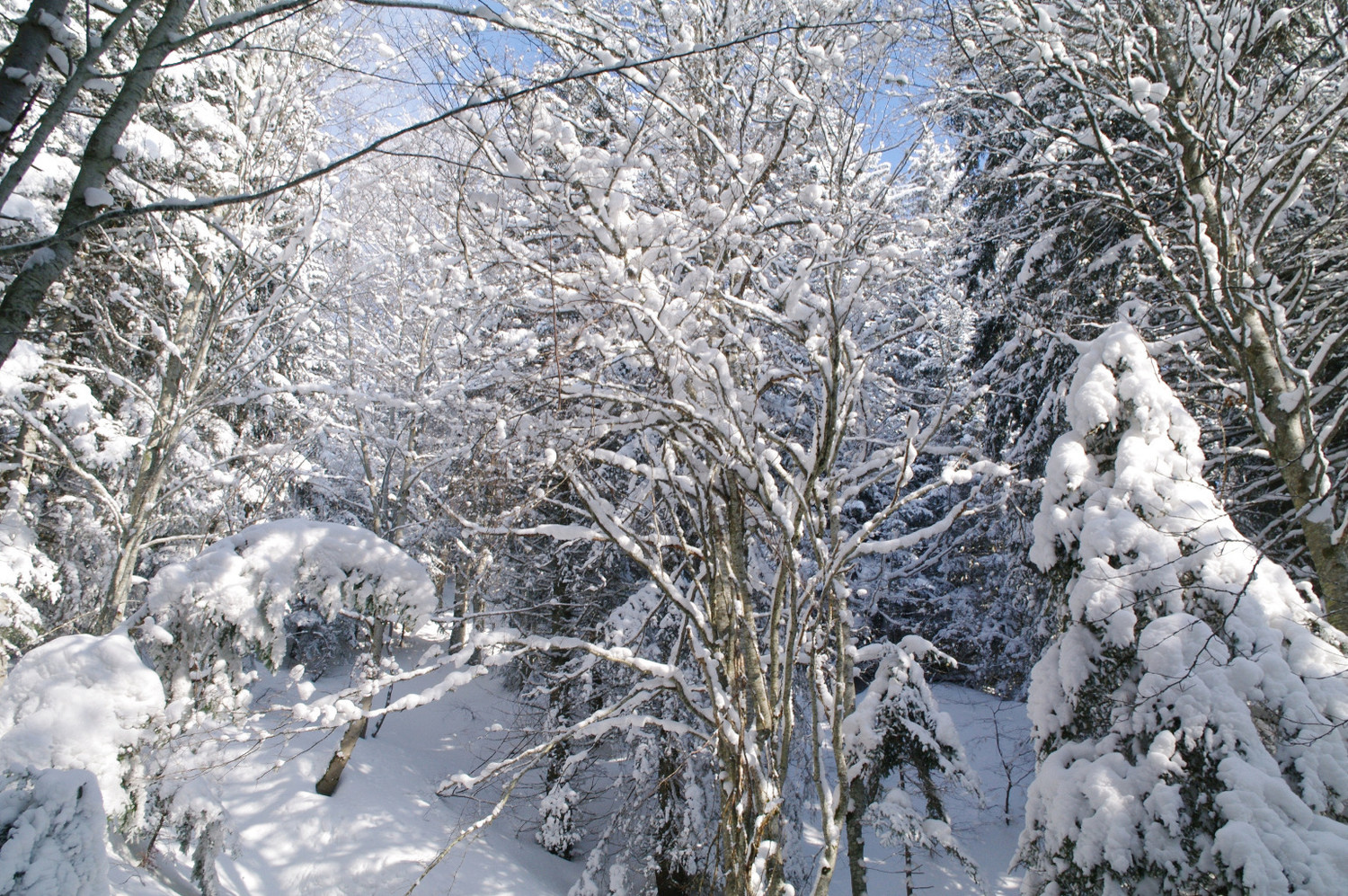 Forêt chartrousine