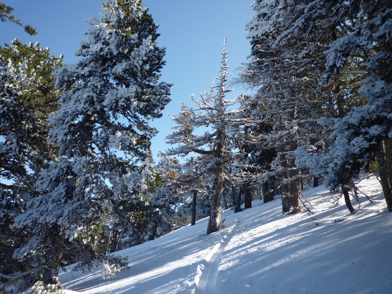 Bonne trace en foret