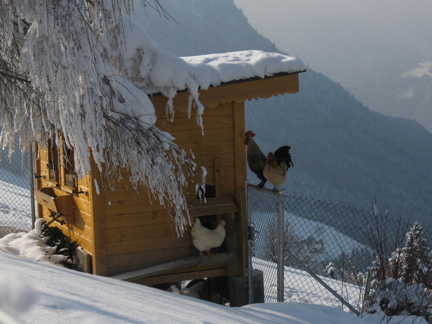 gallo e gallina duettano alla partenza ad Haldi