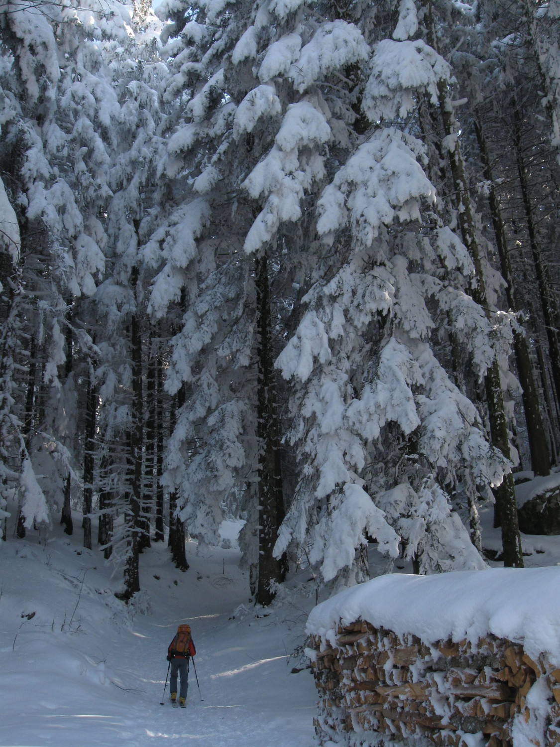 nel bosco freddo e innevato