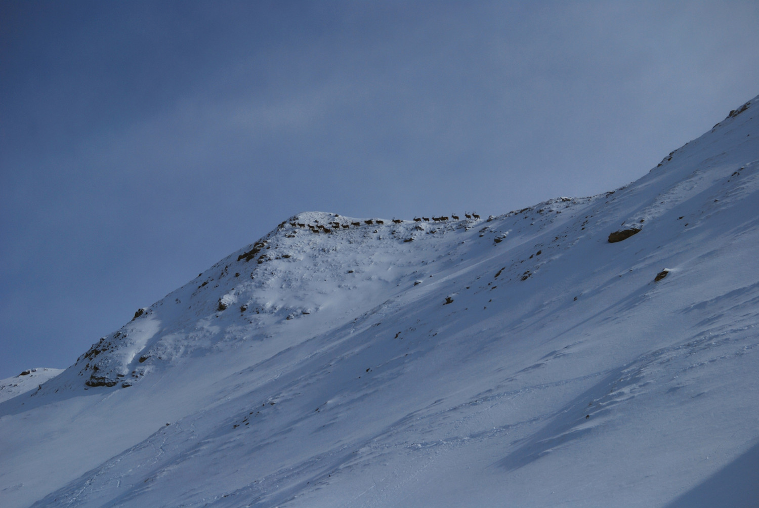 23 cervi presso la cima del Tgant Son Martegn 2550m