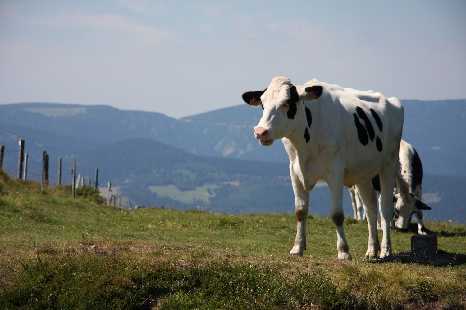 Où est la vache ?