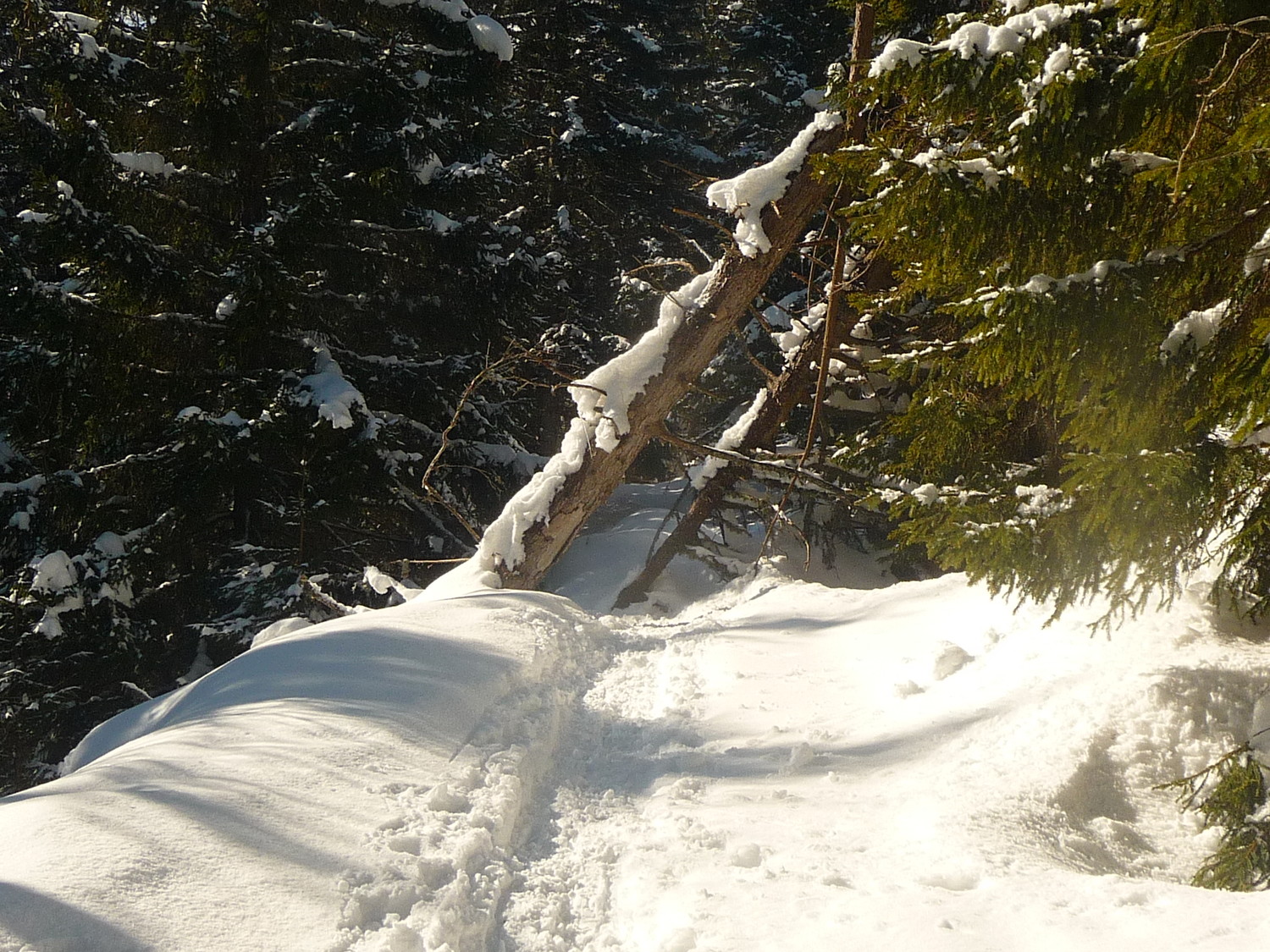 beaucoup d'arbres tombés