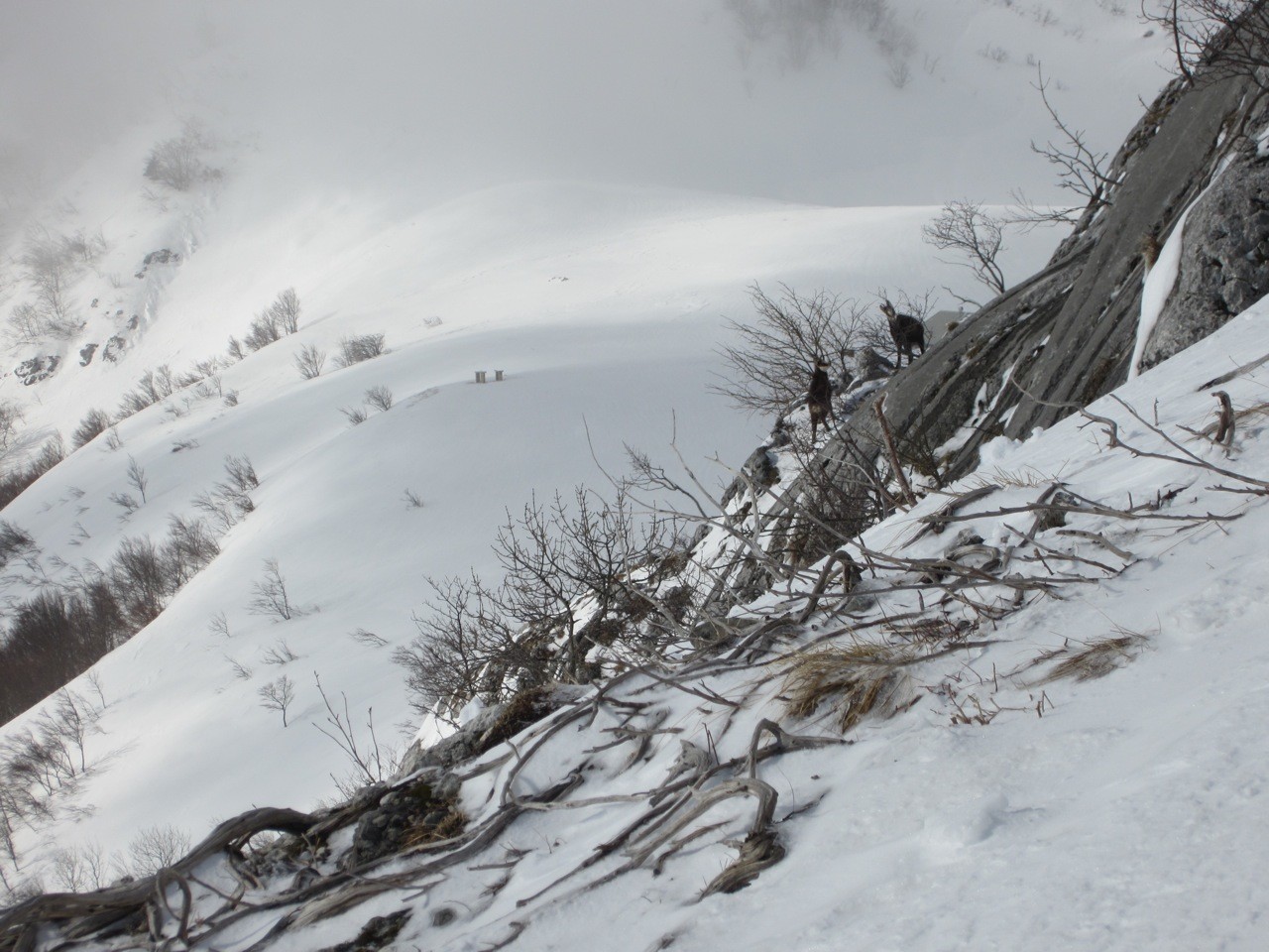 le coin repas des chamois au matin