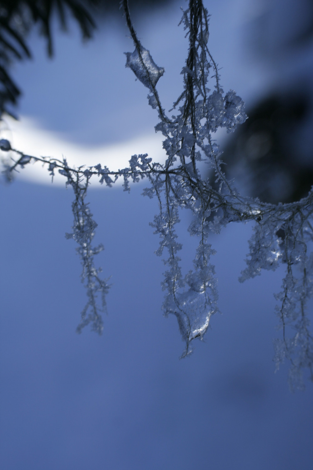 Givre sur lichen