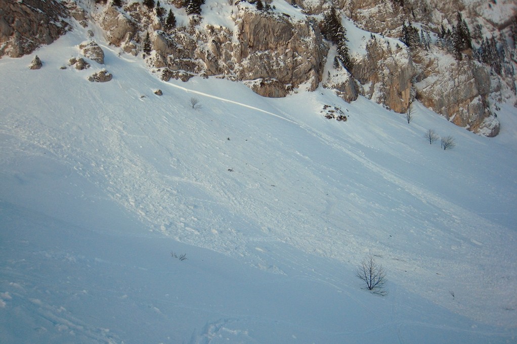 Avalanche Bovinant