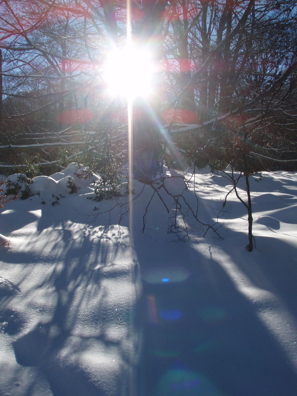 Le soleil perce dans la forêt