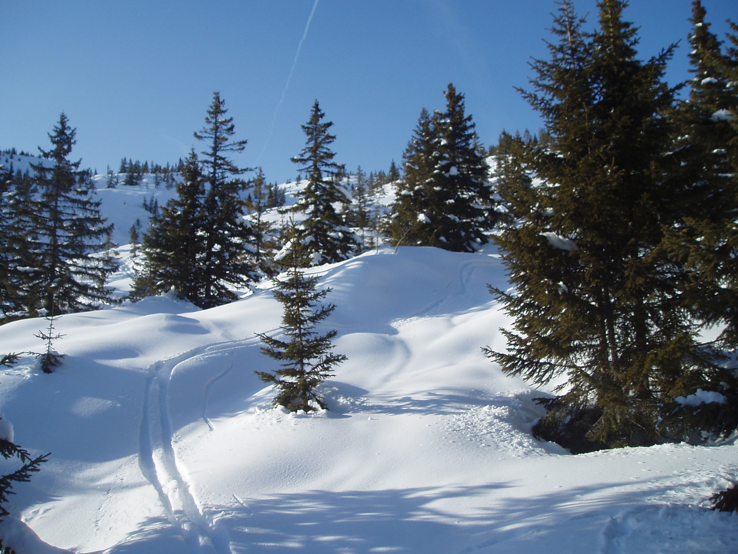 Descente dans les sapins