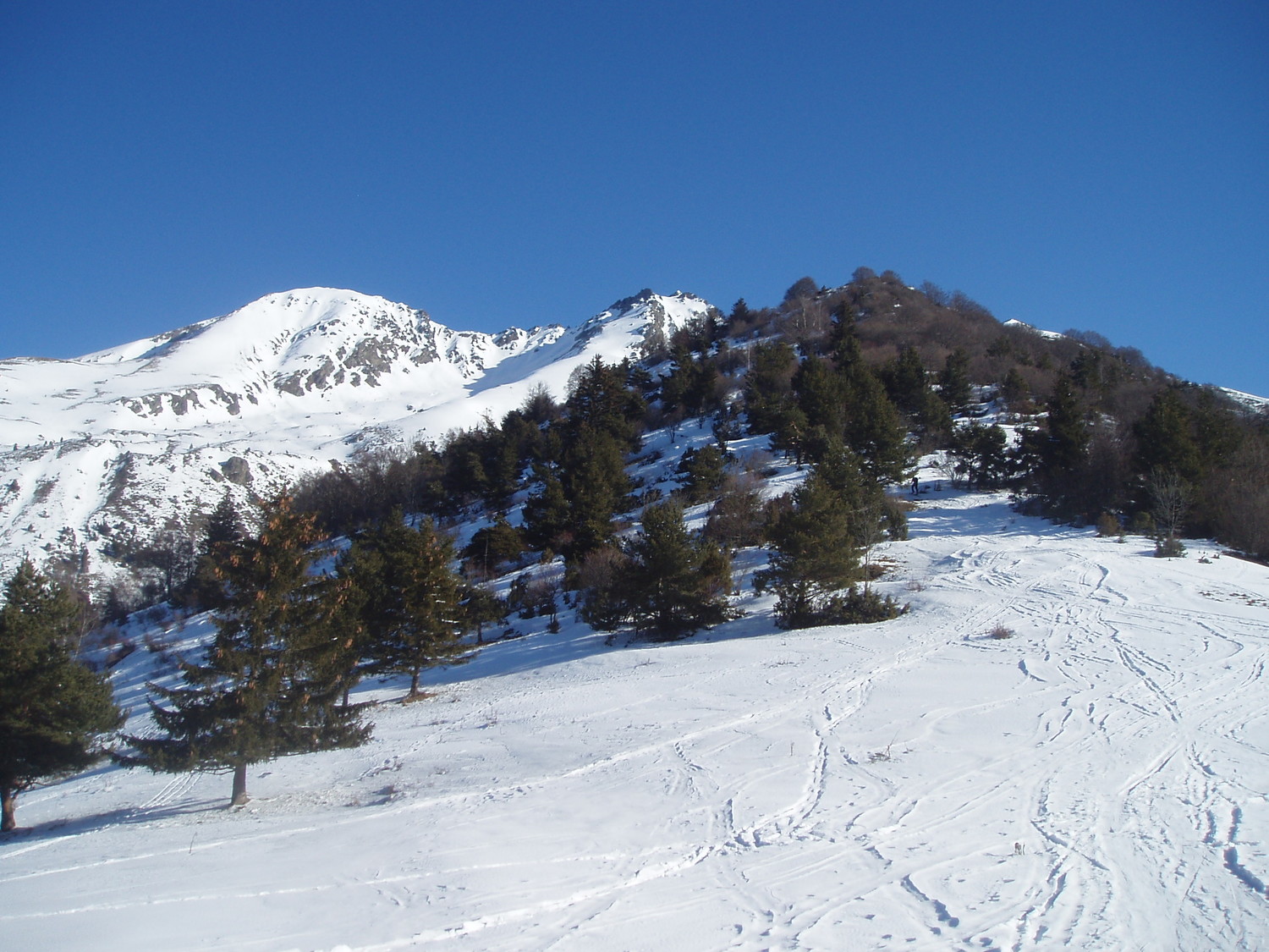 Tête de la Grisonnière - Coiro- Antécime Cavale émergeant des sapins à D
