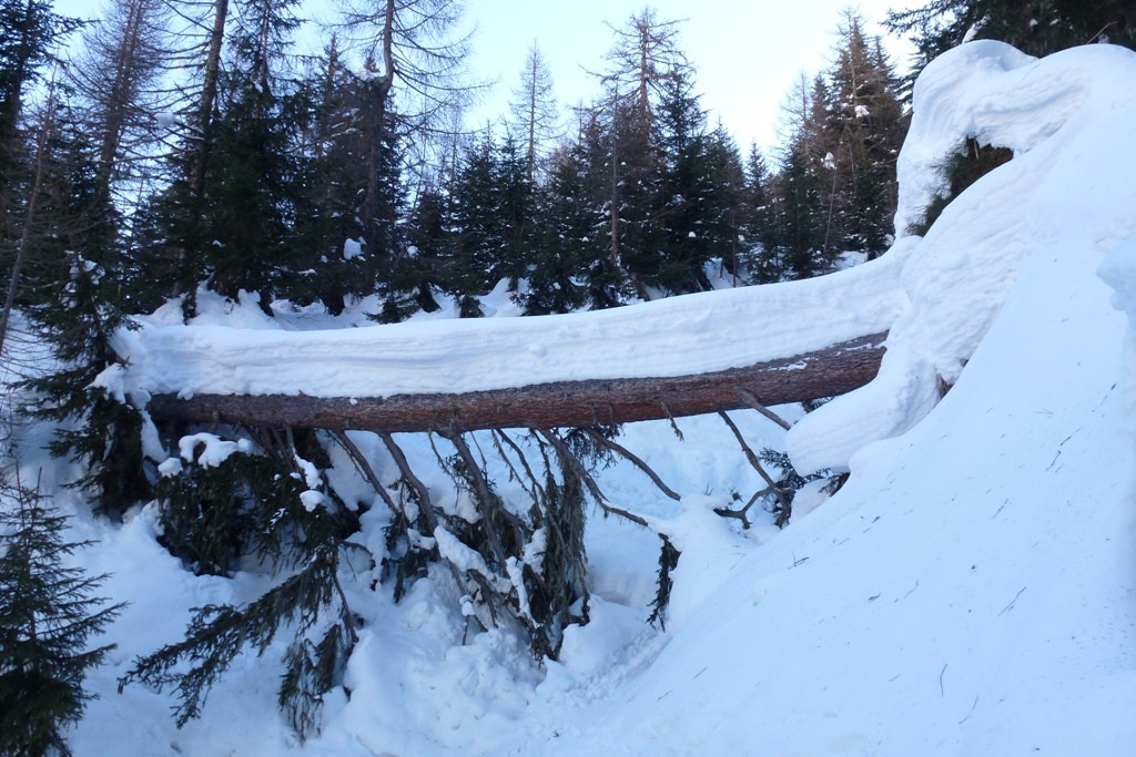 Bosco a quota 1500m