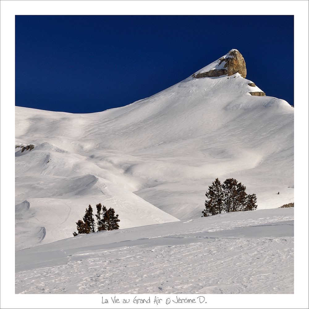 Petit Veymont et petits pins