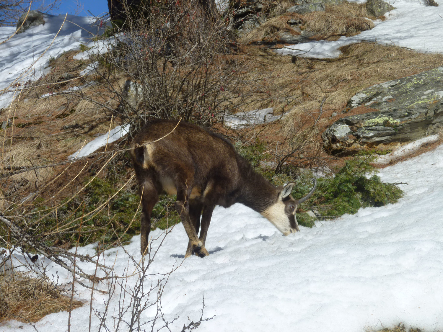 Bienvenue dans le parc national du Grand Paradis : des chamois pas apeurés à moins de 5m des passants