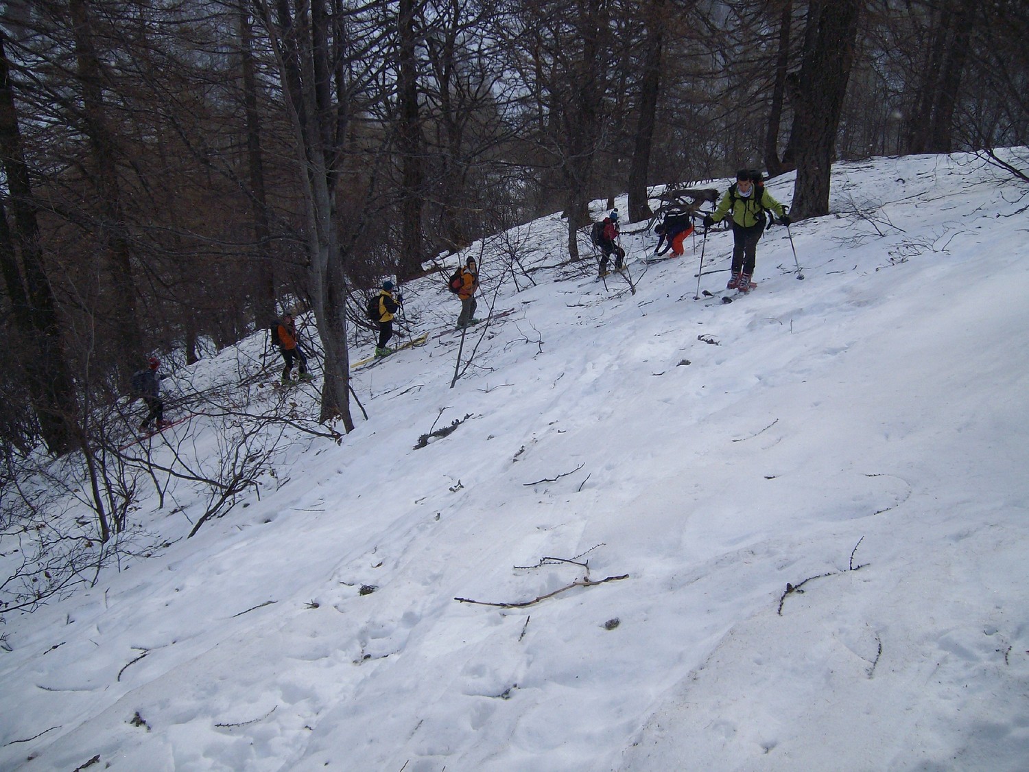 nel bosco