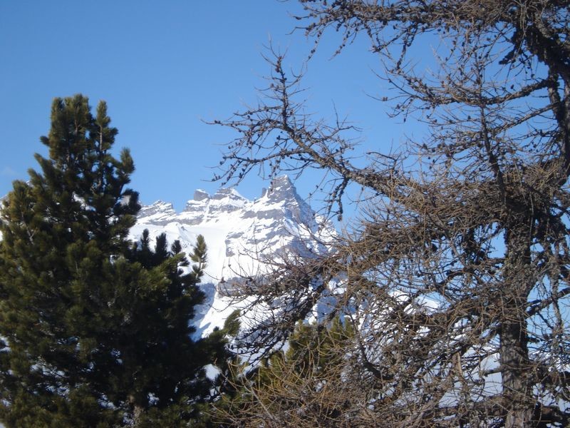Cime de l'est est cie