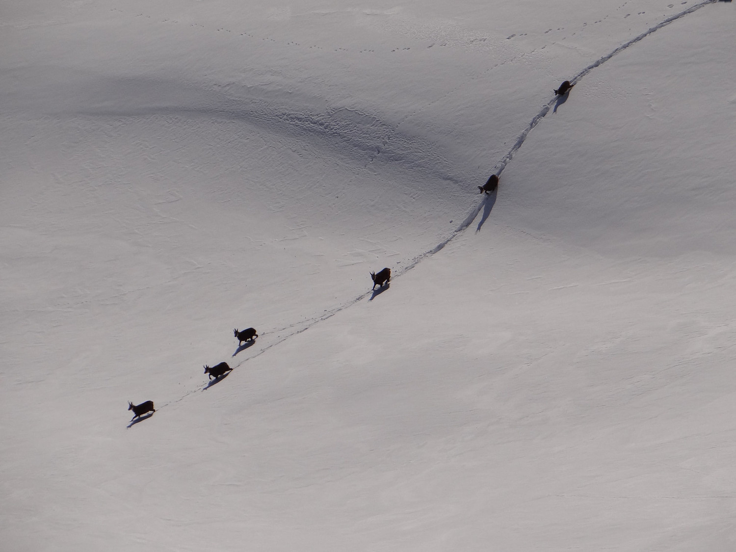 Encore un qui n'a pas compris qu'on suivait la trace du chef de course