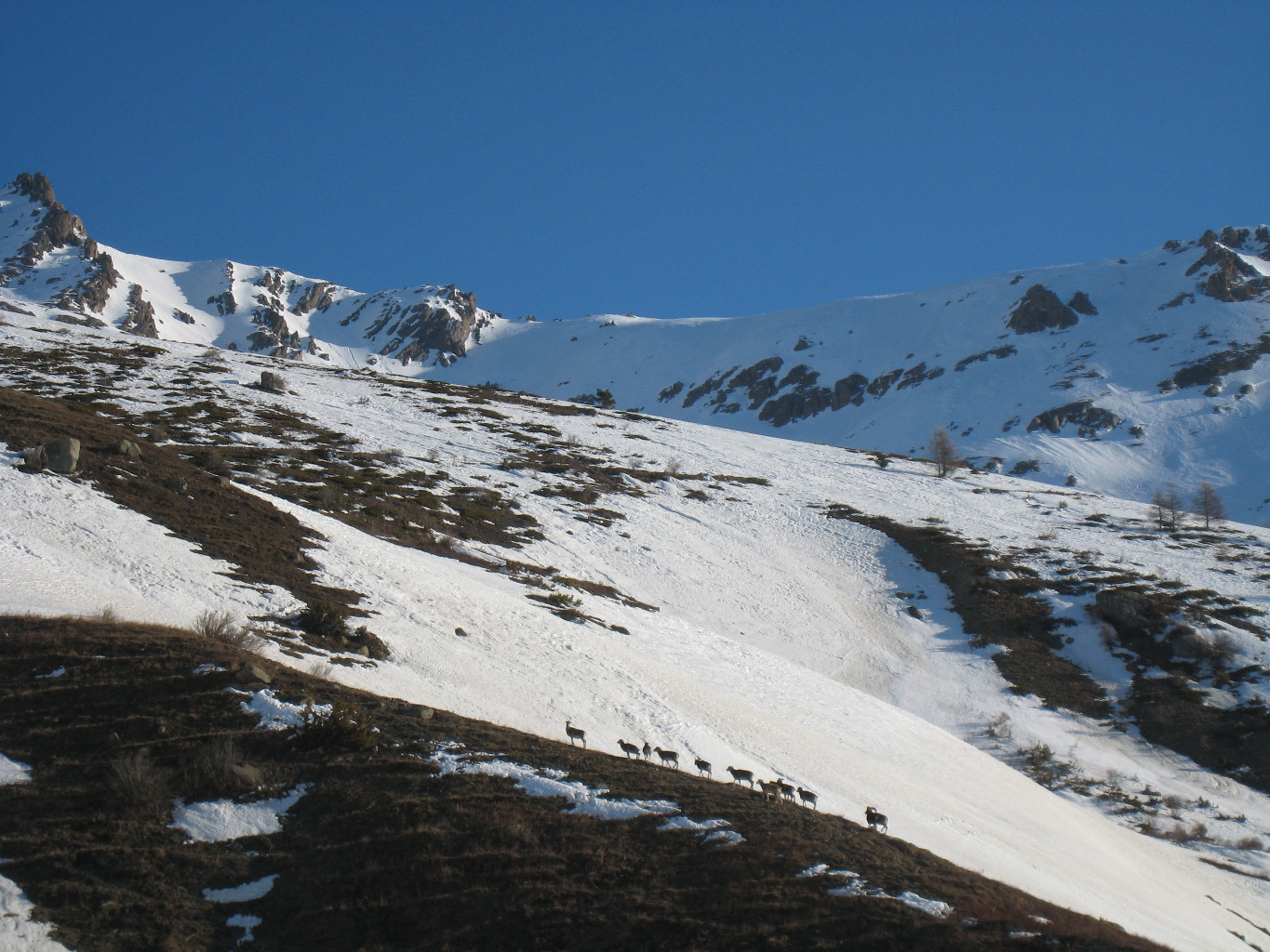 mouflons vers 1900m