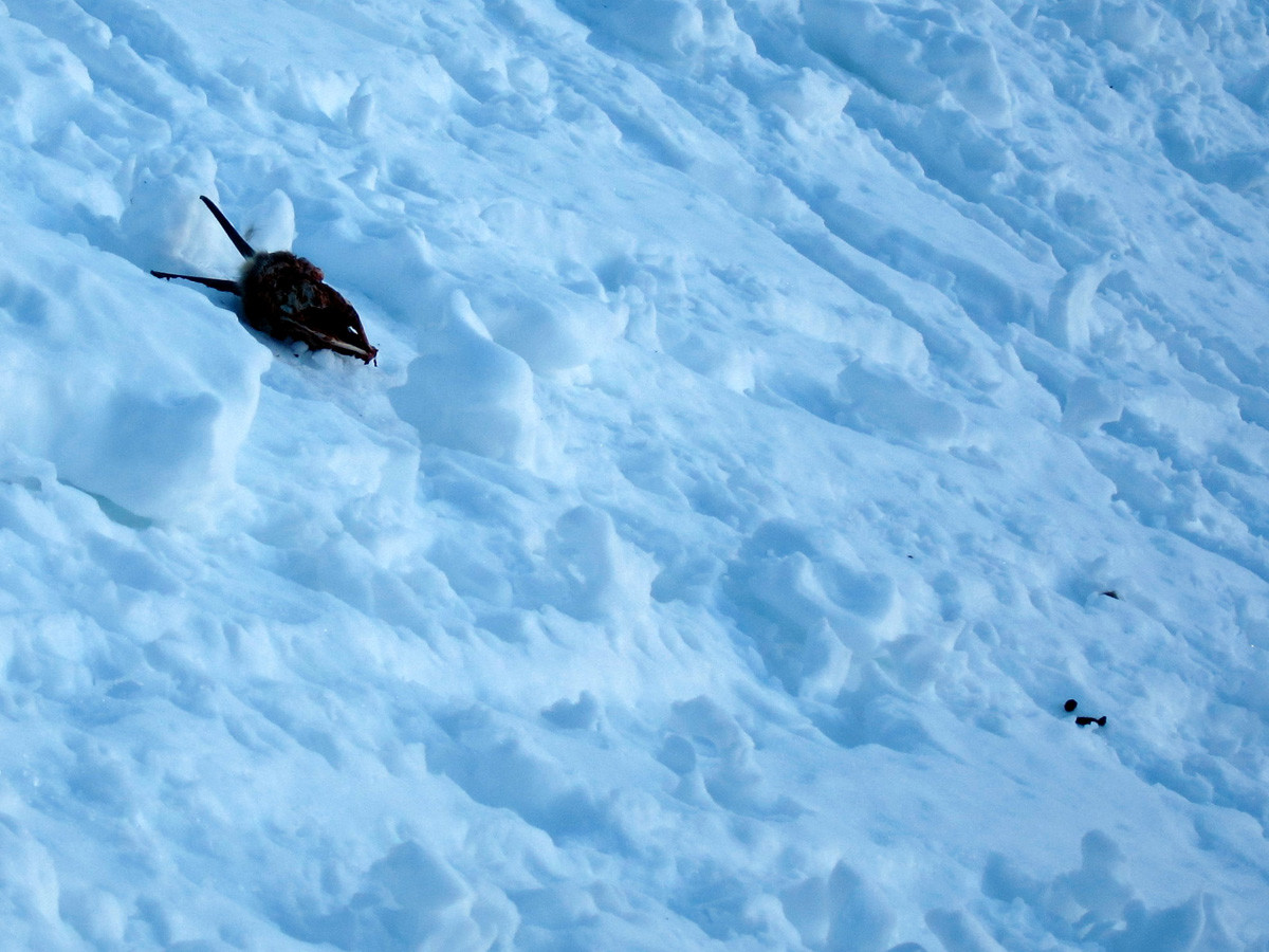 RIP Chamois