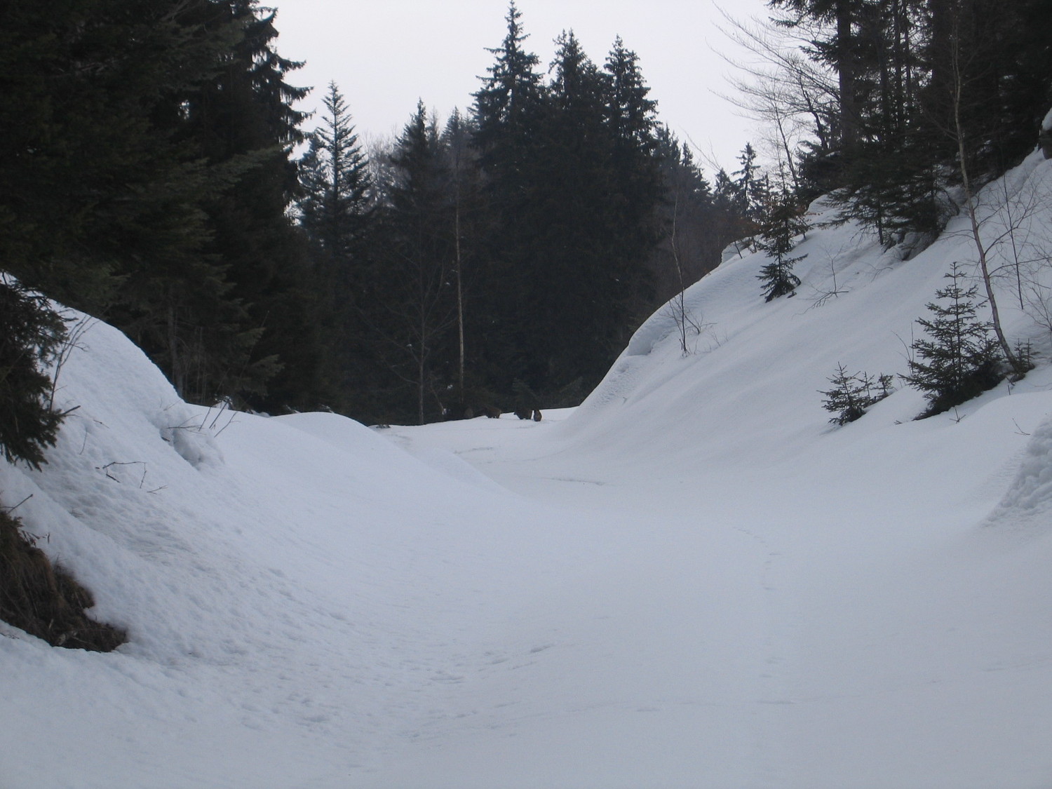 Col de la frèche : la laie et ses marcassins piègés dans la neige
