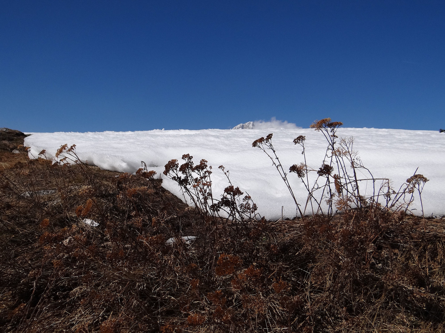 Bien fanée mais pas couchée par la neige