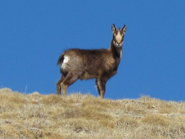 Isard solitaire sous le Comabona