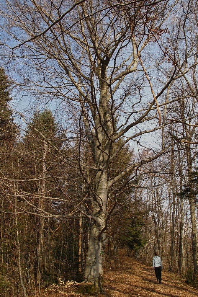 Majestueux hêtre