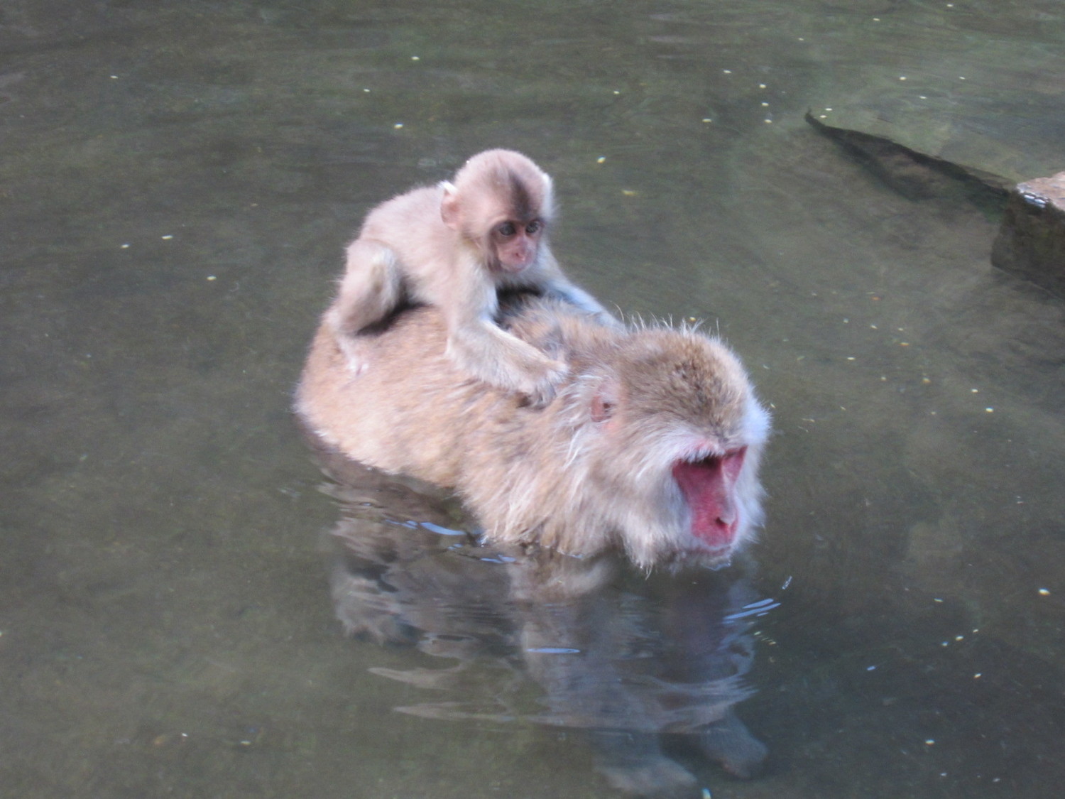 Avatar : macaques japonais qui vivent notamment dans les Alpes japonaises (jusqu'à -5°C)