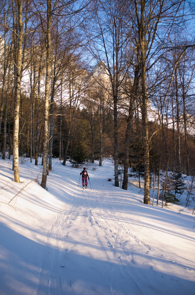 Promenons-nous dans les bois